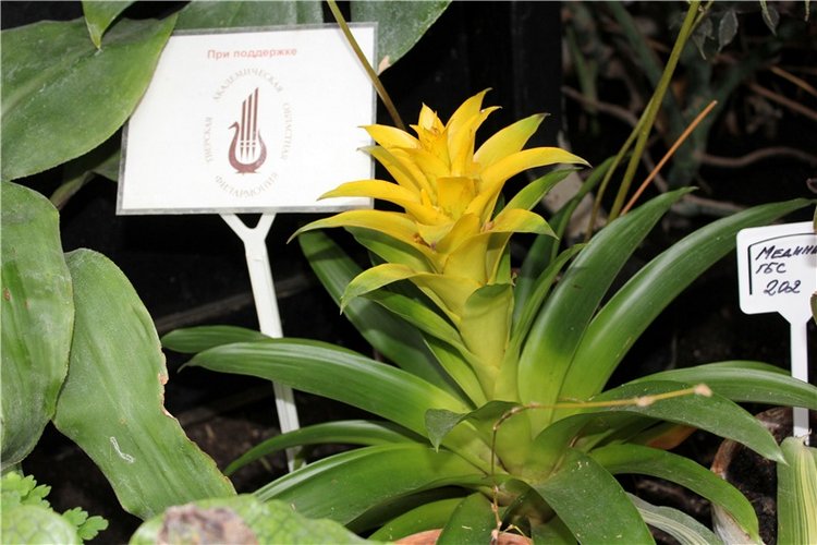 Тверской Ботанический Сад, продолжение | Бэйбики Тверской Ботанический Сад, продолжение