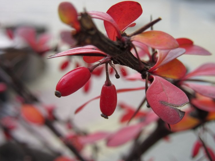 Полная корзинка — Куклы Takara Tomy (Такара): Licca (Ликка) (фото 2)