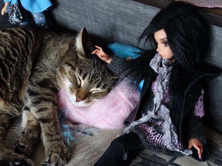 Кото-фото — В мире животных: смешные фото питомцев и зверей