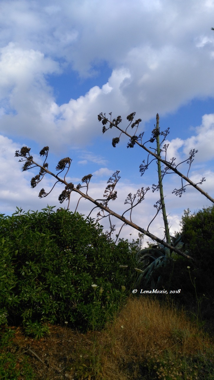 Kidz' тур. Нико на Крите. Аниссарас