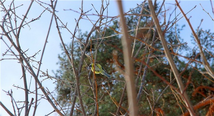 В поисках Синей птицы. Merle от Sissel Bjorstad Skille, Фирмы Götz