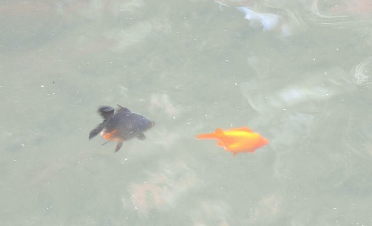 Краснодарский Край, Сочи-Адлер, Санаторий «Южное Взморье»