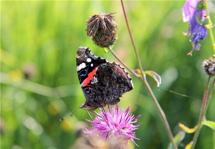 Инопланетянка Нийя. Custom Blythe Doll UFO Go Go Takara