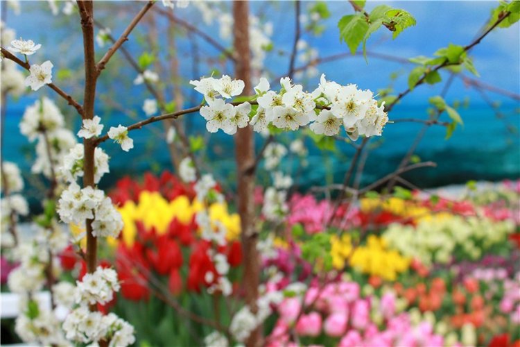 Тюльпановый Рай, продолжение. Выставка тюльпанов в Твери. Mini Layla elf Sunkissed skin от Kaye Wiggs