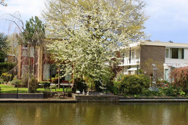 Цветущая Сакура. Прогулка по парку с Алисой. Весенние зарисовки