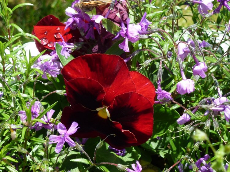 Сочи-Адлер: Южное Взморье - Мои любимые куколки на отдыхе