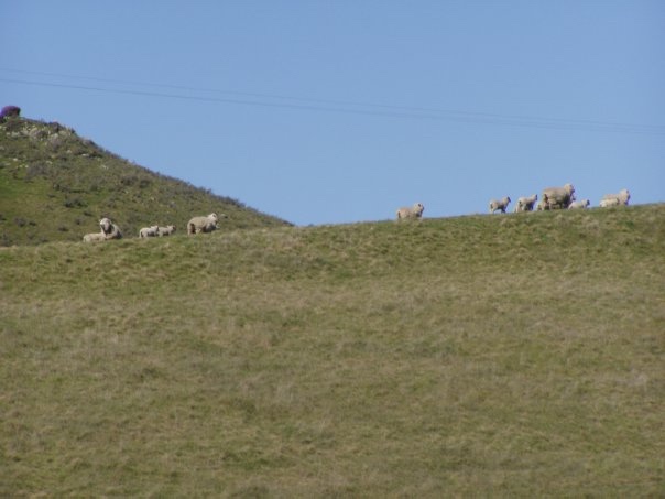 Увлекательное путешествие по Новой Зеландии (фото 10)