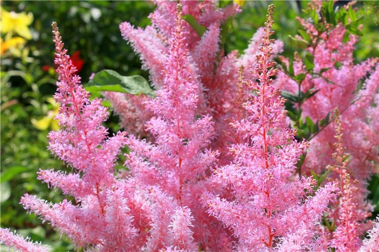 Любимая Старица. Свято-Успенский мужской монастырь