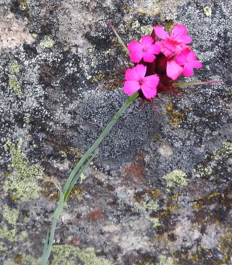 Цветы — роскошный дар природы