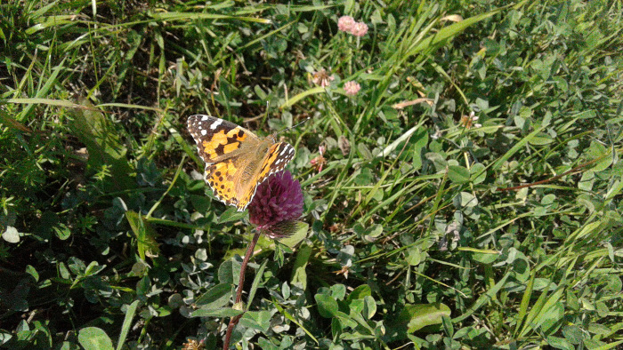 Петербург: фрагменты впечатлений 2