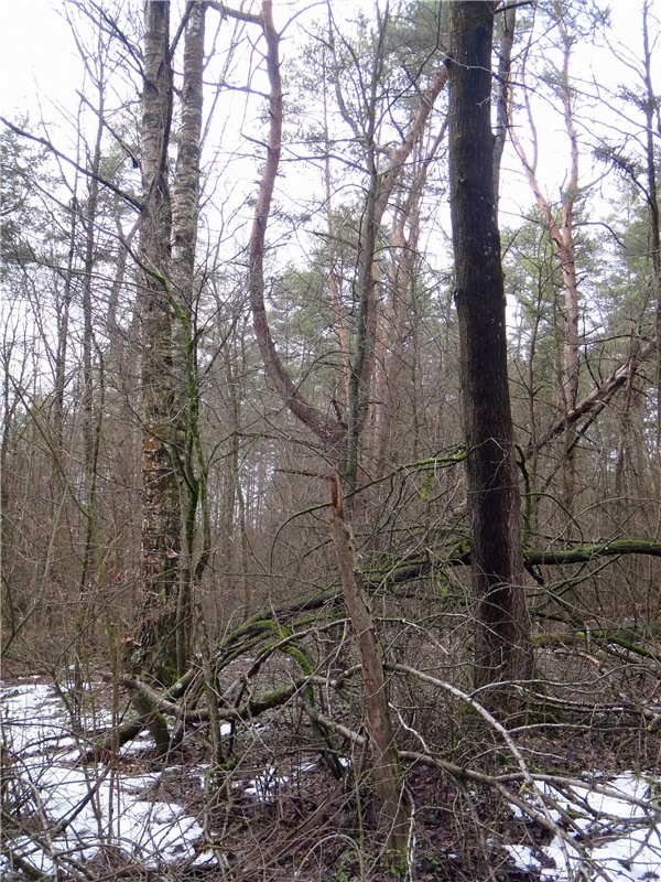 23 февраля - расцвели синие подснежники