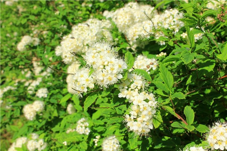 Из Чукавино в Старицу — Культура