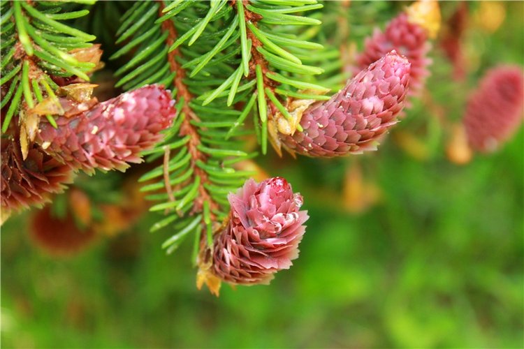 Ландышевый Лес. Twinkles Ella Chocolate