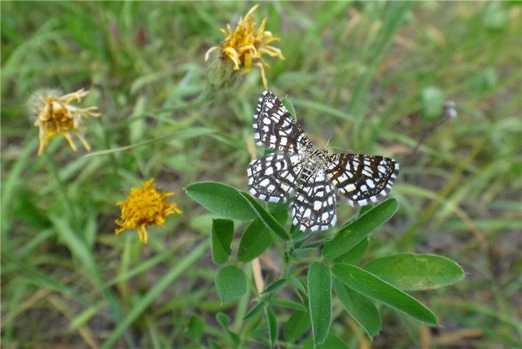 Ромашковый Июнь — Куклы Meadow dolls (Медовушки): BJD (БЖД) (фото 6)