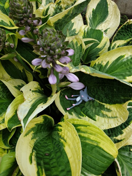 Лягушонок превращается в... мышонка (фото 9)