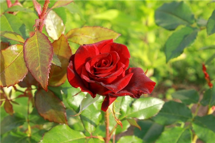 Июльское путешествие в Старицу