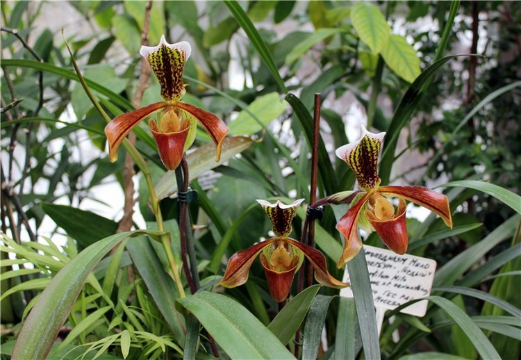 Тверской Ботанический Сад