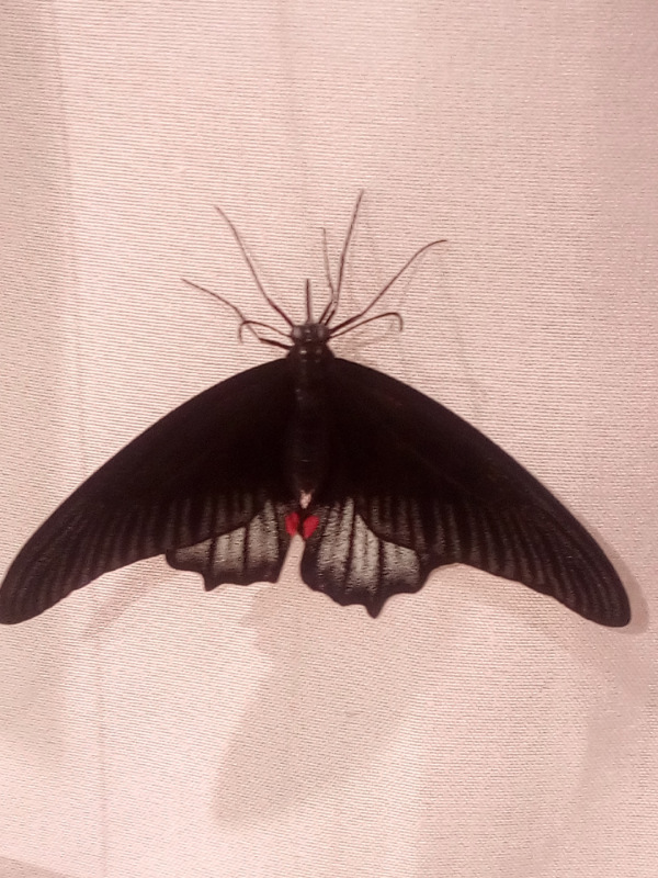 Живые цветы — Болталка и разговоры обо всем: жизнь (фото 2)