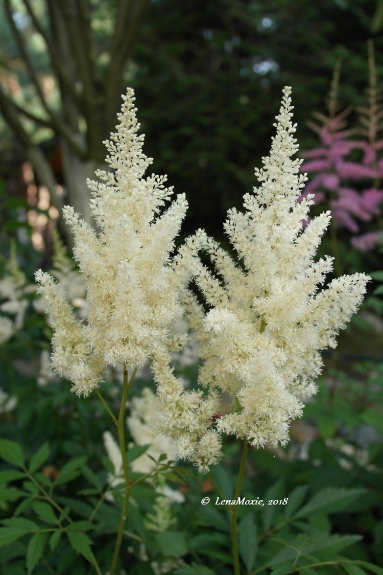 Мои куклы Kidz'n'Cats. Валентина (Мирель) 2017