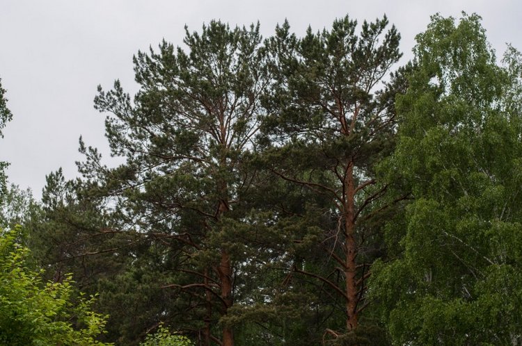 Лето, травка и "дикий" купальник