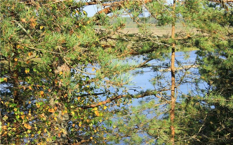 Путешествие Адель в "Сад камней". Джульетта от Sylvia Natterer