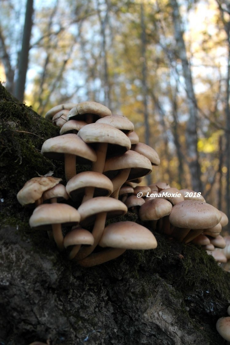 Прощание с теплой Осенью — Куклы Kidz'n'Cats (Соня Хартман): шарнирные 46 см