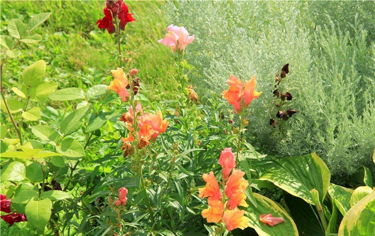 Августовская прогулка в Берново. Zwergnase Mischa