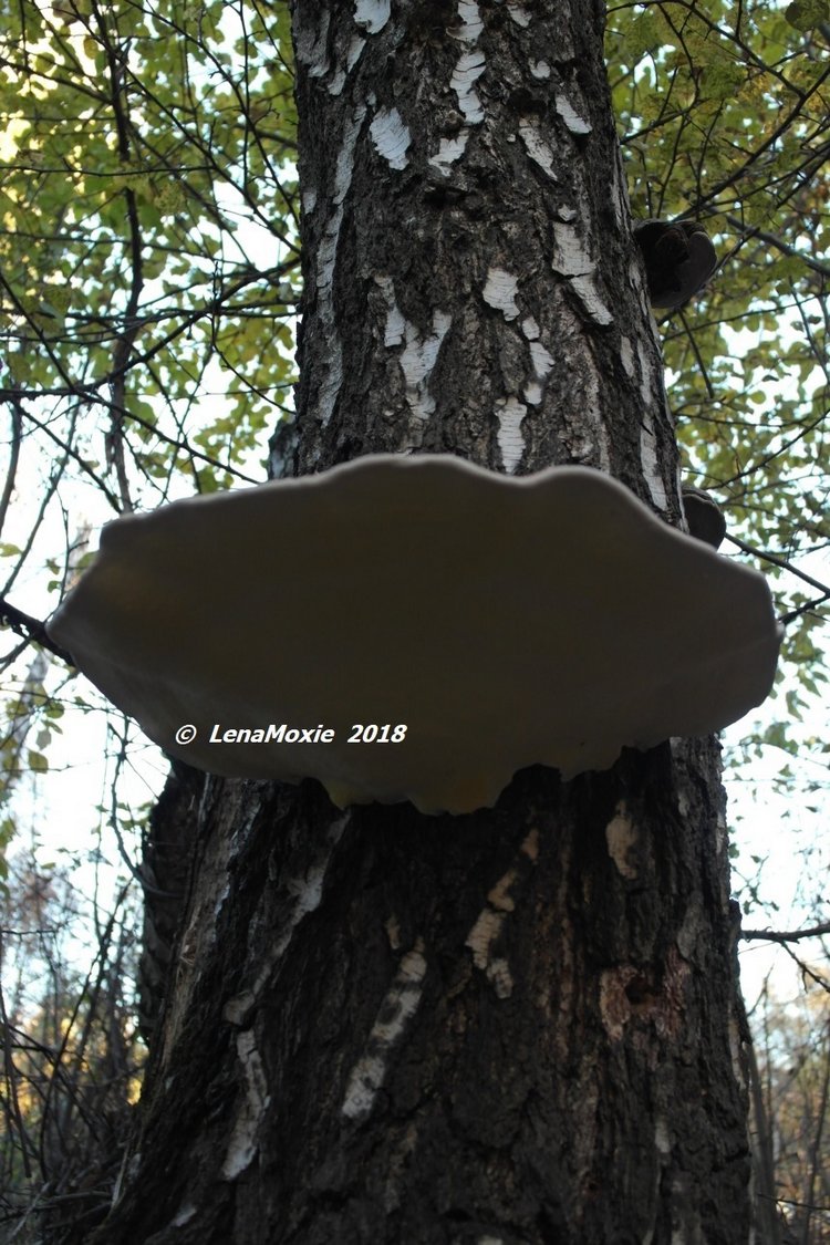 Прощание с теплой Осенью — Куклы Kidz'n'Cats (Соня Хартман): шарнирные 46 см