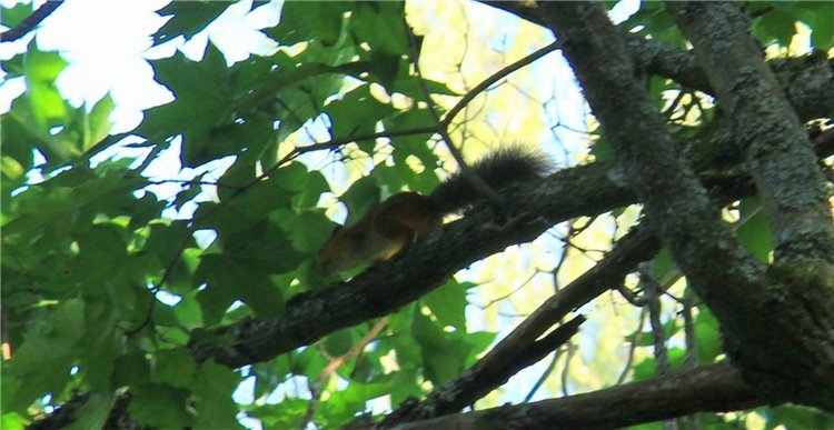 Августовская прогулка в Берново. Zwergnase Mischa