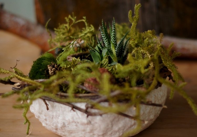 Кусочек природы в доме — Другие хобби и увлечения: сад (фото 5)