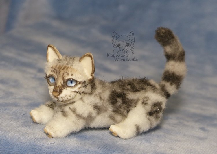 Бенгальская кошка, серебристая