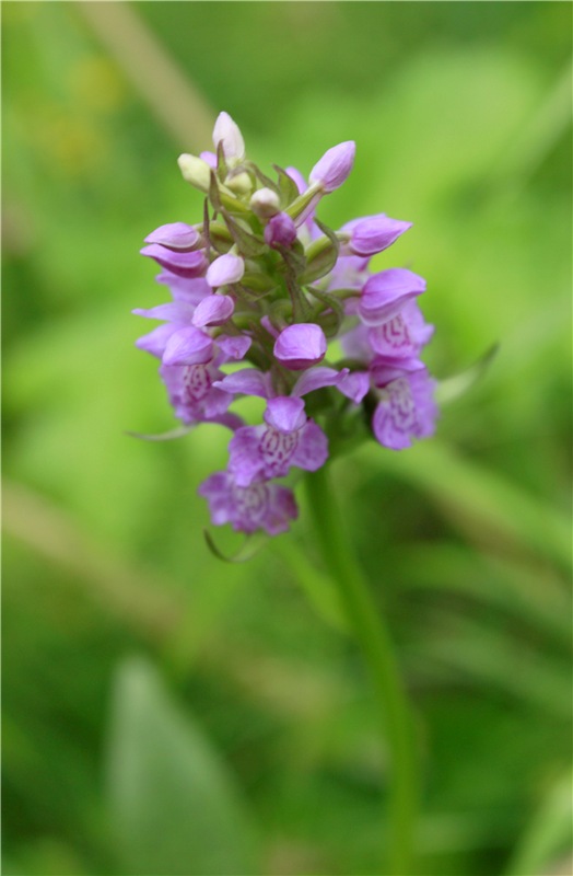 Девочка и Ёжик. Minifee Miyu FairlyLand | Бэйбики Девочка и Ёжик. Minifee Miyu FairlyLand