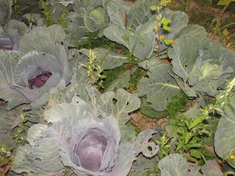 Путешествие в Нижегородскую область - часть 3 - Тимошка на усадьбе (фото 10)