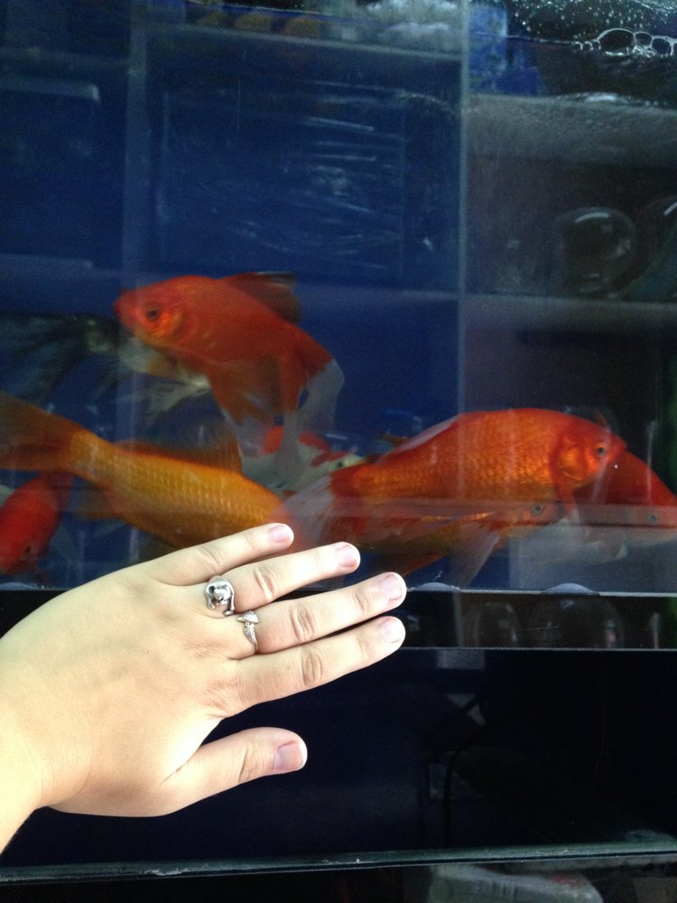 Прогулка по Китаю-2 (обзор цен на игрушки, животных, шмотки, еду)