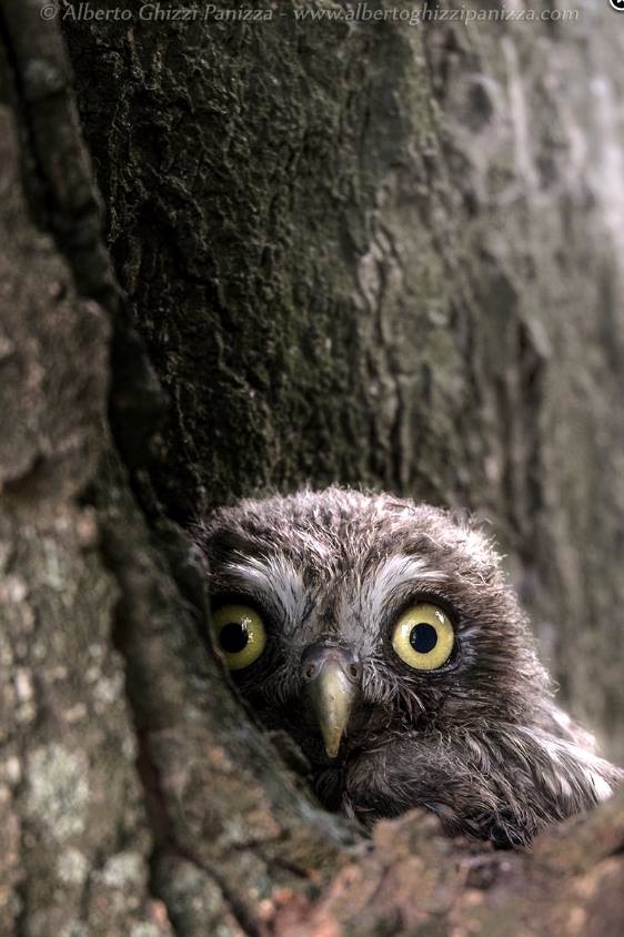 Любительские и профессиональные фотографии Сов (выпуск 2)