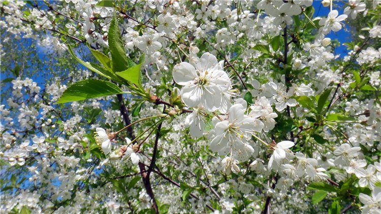 Просто Весна — Красивая природа и цветы: фото пейзажей