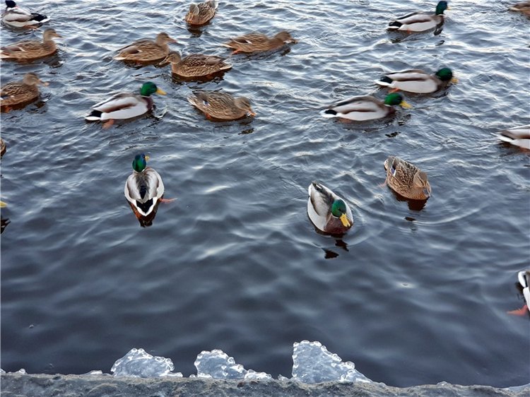 Декабрьская Тверь — Туризм и путешествия: фотоотчеты из поездок