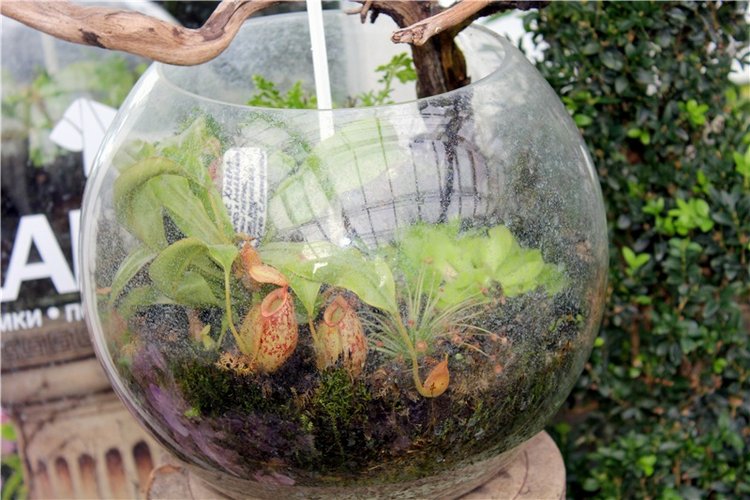 Тверской Ботанический Сад, продолжение | Бэйбики Тверской Ботанический Сад, продолжение