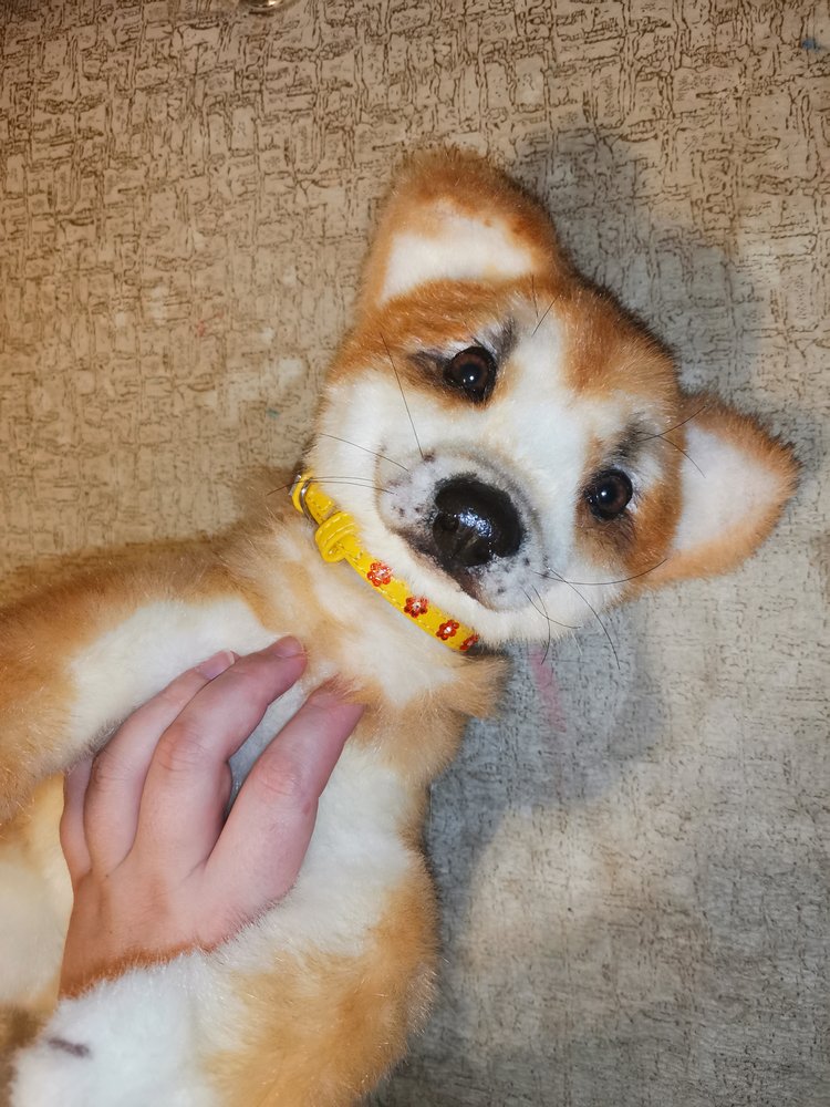 Акито щенок — Игрушки в смешанной технике (мех и глина): Арт (фото 8)