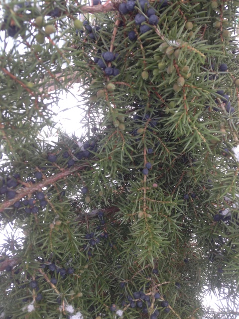 Моя первая кукла Блайз, ТБЛ (фото 5)