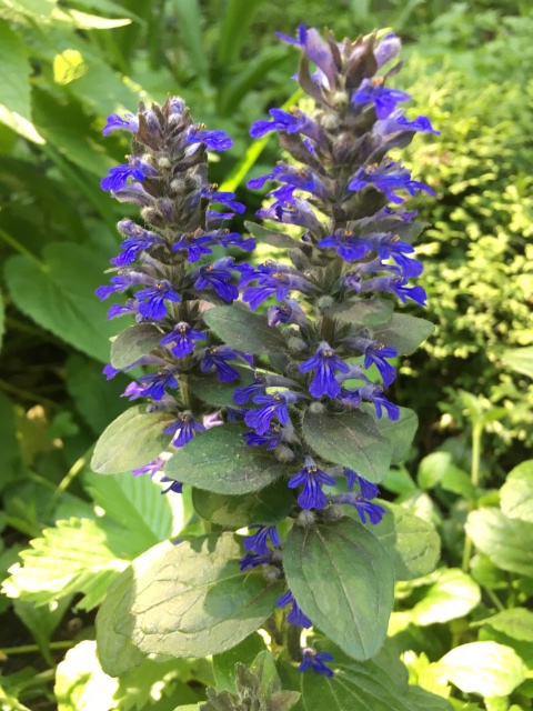 Поездка на дачу с Mui-chan, Migliorati и Sonny angel