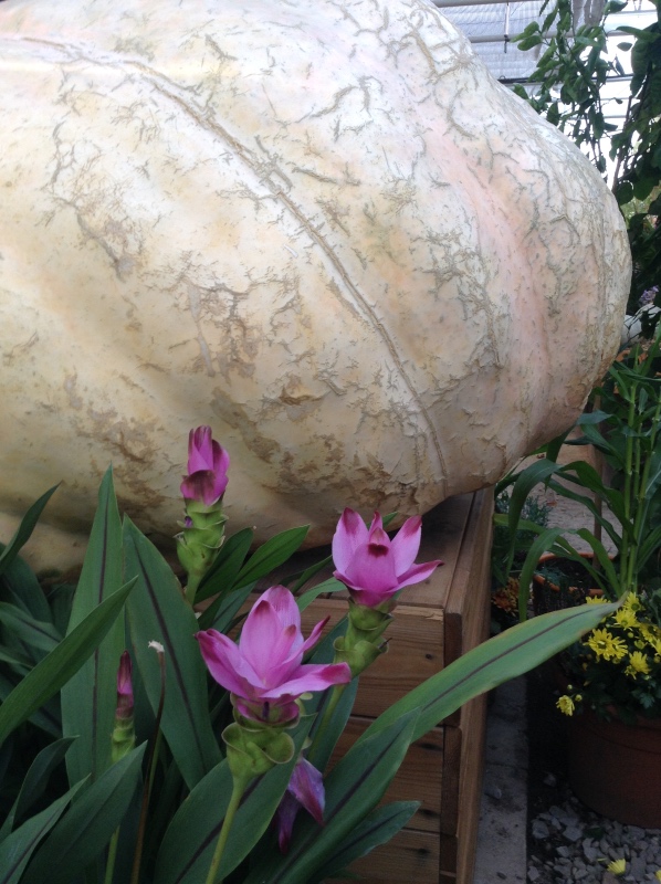 Аптекарский огород сегодня. ч.5. Грибной фестиваль (фото 9)