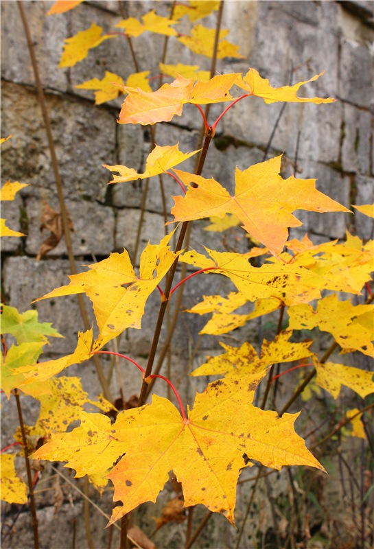Осеннее путешествие с Мишей. Zwergnase Mischa | Бэйбики Осеннее путешествие с Мишей. Zwergnase Mischa (фото 8)