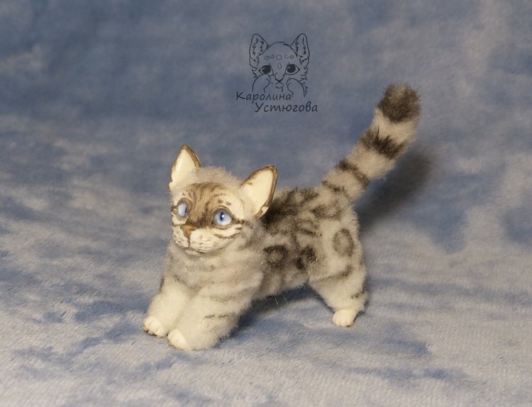 Бенгальская кошка, серебристая (фото 4)