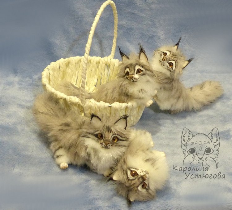 Вторая корзинка Мейн-Кунов (фото 9)