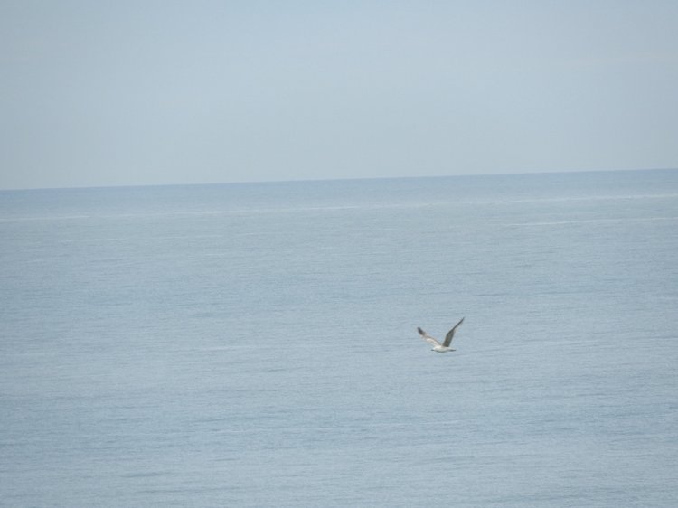 Сочи-Адлер: Южное Взморье - Красоты Черного Моря (фото 8)