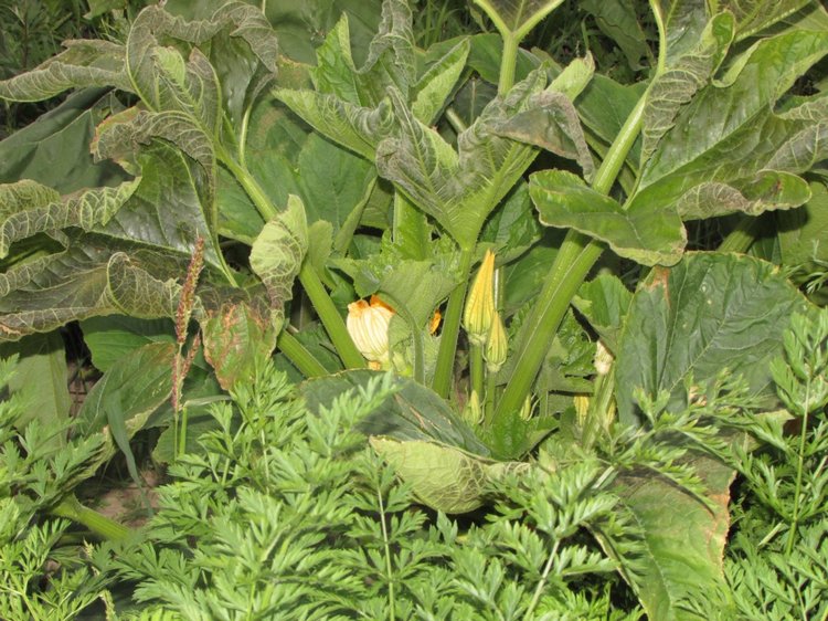 Путешествие в Нижегородскую область - часть 3 - Тимошка на усадьбе