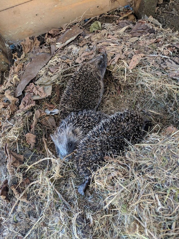 Любительские фотографии Ежей (выпуск 1) | Бэйбики Любительские фотографии Ежей (выпуск 1)