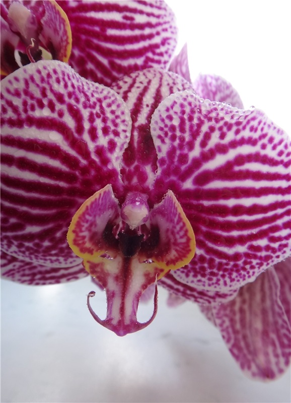 Софи. Lati HoneyBee New Mystic Sophie | Бэйбики Софи. Lati HoneyBee New Mystic Sophie