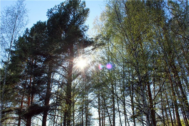 Прогулка Софи. Lati HoneyBee New Mystic Sophie | Бэйбики Прогулка Софи. Lati HoneyBee New Mystic Sophie